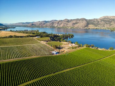 Osoyoos, British Columbia, Kanada 'daki Okanagan Vadisi' nde bir üzüm bağının Kanada tarım arazisi..