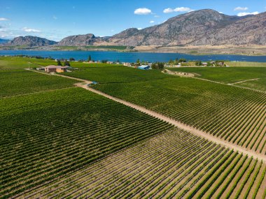 Osoyoos, British Columbia, Kanada 'daki Okanagan Vadisi' nde bir üzüm bağının Kanada tarım arazisi..