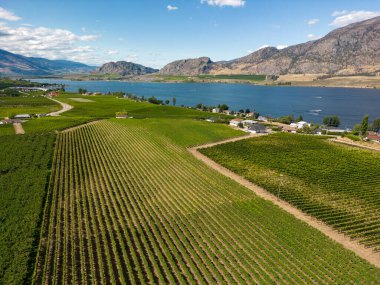 Osoyoos, British Columbia, Kanada 'daki Okanagan Vadisi' nde bir üzüm bağının Kanada tarım arazisi..