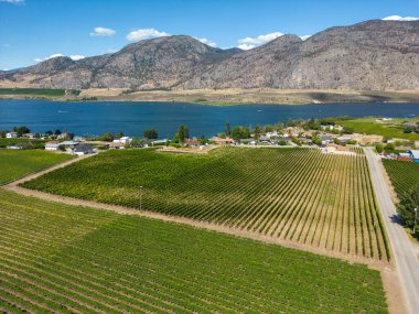 Osoyoos, British Columbia, Kanada 'daki Okanagan Vadisi' nde bir üzüm bağının Kanada tarım arazisi..