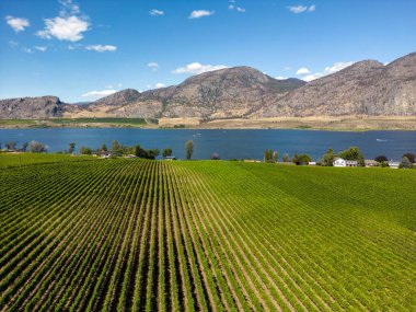 Osoyoos, British Columbia, Kanada 'daki Okanagan Vadisi' nde bir üzüm bağının Kanada tarım arazisi..