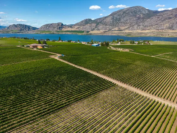 Osoyoos, British Columbia, Kanada 'daki Okanagan Vadisi' nde bir üzüm bağının Kanada tarım arazisi..