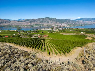 Osoyoos, British Columbia, Kanada 'daki Okanagan Vadisi' nde bir üzüm bağının Kanada tarım arazisi..