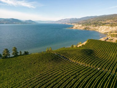 Kanada 'nın Britanya Kolumbiyası' ndaki Okanagan Vadisi 'ndeki organik şaraphane ve Okanagan Gölü' nün insansız hava aracı görüntüsü..