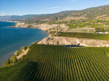 Kanada 'nın Britanya Kolumbiyası' ndaki Okanagan Vadisi 'ndeki organik şaraphane ve Okanagan Gölü' nün insansız hava aracı görüntüsü..