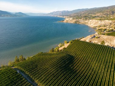 Kanada 'nın Britanya Kolumbiyası' ndaki Okanagan Vadisi 'ndeki organik şaraphane ve Okanagan Gölü' nün insansız hava aracı görüntüsü..