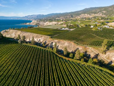 Kanada 'nın Britanya Kolumbiyası' ndaki Okanagan Vadisi 'ndeki organik şaraphane ve Okanagan Gölü' nün insansız hava aracı görüntüsü..