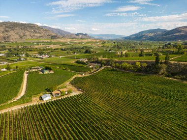 Kanada, British Columbia, Kanada 'daki Okanagan Vadisi' nde bulunan organik şarap bağının insansız hava görüntüsü..