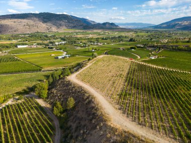 Kanada, British Columbia, Kanada 'daki Okanagan Vadisi' nde bulunan organik şarap bağının insansız hava görüntüsü..