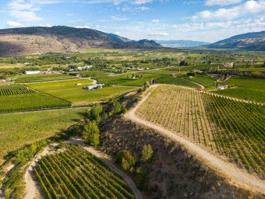 Kanada, British Columbia, Kanada 'daki Okanagan Vadisi' nde bulunan organik şarap bağının insansız hava görüntüsü..