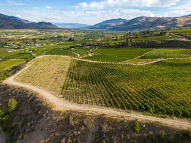 Kanada, British Columbia, Kanada 'daki Okanagan Vadisi' nde bulunan organik şarap bağının insansız hava görüntüsü..