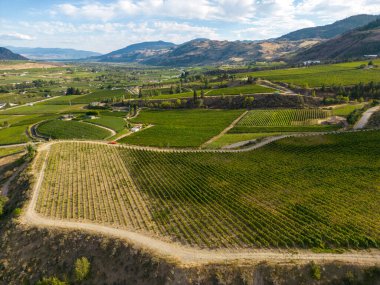 Kanada, British Columbia, Kanada 'daki Okanagan Vadisi' nde bulunan organik şarap bağının insansız hava görüntüsü..