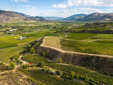 Kanada, British Columbia, Kanada 'daki Okanagan Vadisi' nde bulunan organik şarap bağının insansız hava görüntüsü..