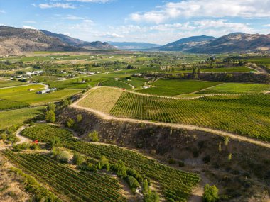 Kanada, British Columbia, Kanada 'daki Okanagan Vadisi' nde bulunan organik şarap bağının insansız hava görüntüsü..