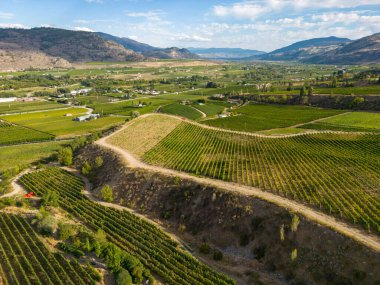 Kanada, British Columbia, Kanada 'daki Okanagan Vadisi' nde bulunan organik şarap bağının insansız hava görüntüsü..