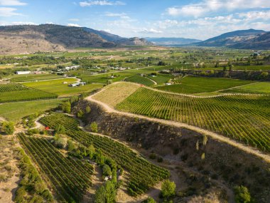 Kanada, British Columbia, Kanada 'daki Okanagan Vadisi' nde bulunan organik şarap bağının insansız hava görüntüsü..