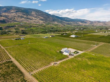 Kanada, British Columbia, Kanada 'daki Okanagan Vadisi' nde bulunan organik şarap bağının insansız hava görüntüsü..