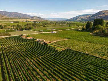 Kanada, British Columbia, Kanada 'daki Okanagan Vadisi' nde bulunan organik şarap bağının insansız hava görüntüsü..