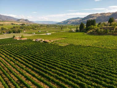 Kanada, British Columbia, Kanada 'daki Okanagan Vadisi' nde bulunan organik şarap bağının insansız hava görüntüsü..