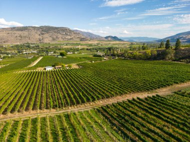 Kanada, British Columbia, Kanada 'daki Okanagan Vadisi' nde bulunan organik şarap bağının insansız hava görüntüsü..