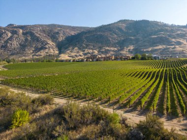 Osoyoos, British Columbia, Kanada 'daki Okanagan Vadisi' nde bulunan organik bir şarap bağının insansız hava görüntüsü..