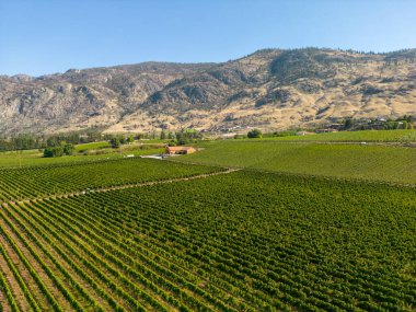 Osoyoos, British Columbia, Kanada 'daki Okanagan Vadisi' nde bulunan organik bir şarap bağının insansız hava görüntüsü..