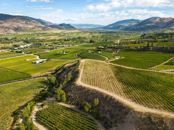 Kanada, British Columbia, Kanada 'daki Okanagan Vadisi' nde bulunan organik şarap bağının insansız hava görüntüsü..