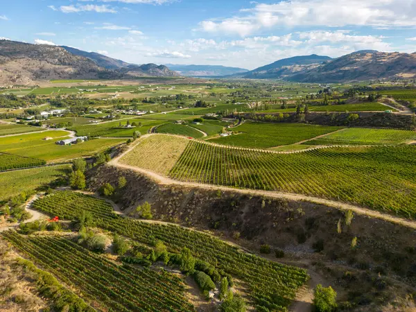 Kanada, British Columbia, Kanada 'daki Okanagan Vadisi' nde bulunan organik şarap bağının insansız hava görüntüsü..