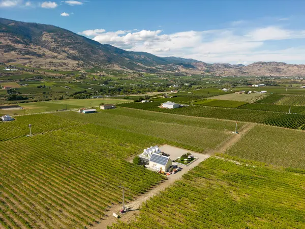 Kanada, British Columbia, Kanada 'daki Okanagan Vadisi' nde bulunan organik şarap bağının insansız hava görüntüsü..