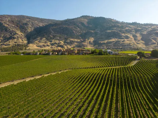 Osoyoos, British Columbia, Kanada 'daki Okanagan Vadisi' nde bulunan organik bir şarap bağının insansız hava görüntüsü..