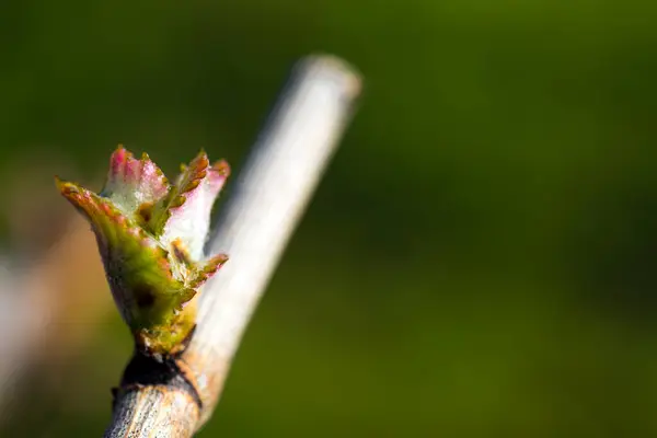 stock image The annual growth cycle of grapevines is the process that takes place in the vineyard each year, beginning with bud break in the spring. .