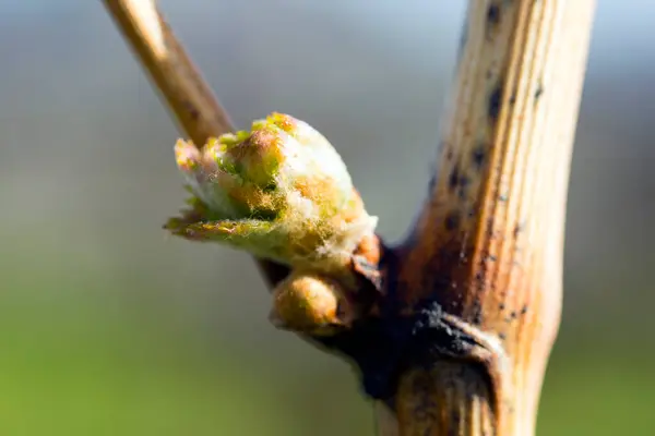 葡萄藤的年度生长周期是每年在葡萄园里发生的过程 始于春天的花蕾绽放 免版税图库照片
