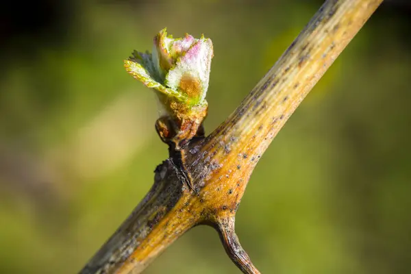 葡萄藤的年度生长周期是每年在葡萄园里发生的过程 始于春天的花蕾绽放 图库图片