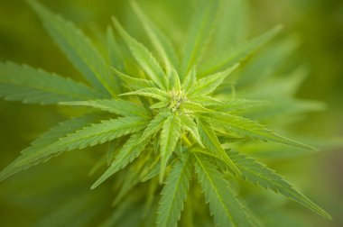 Çiçekli bir kenevir marihuana bitkisi ve çiçeğinin yakın çekimi. Bu bitkinin iki ana tipi vardır, sativa ve indica..