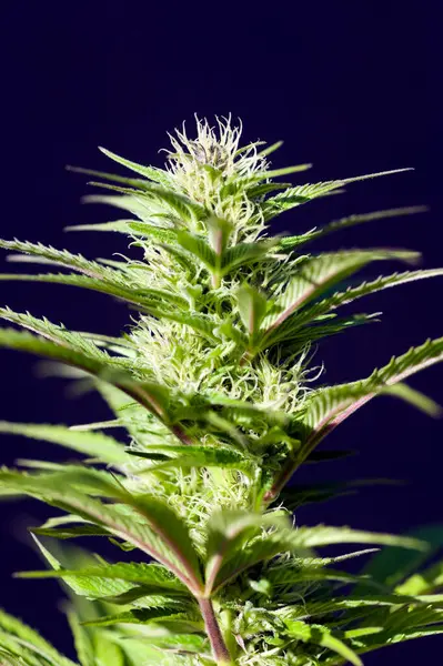 大麻植物和花卉开花的特写 这种植物有两种主要类型 即Sativa和Indica 免版税图库图片