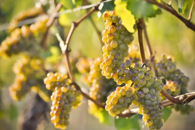 Okanagan Vadisi, Britanya Kolumbiyası 'nda sonbaharda üzüm hasadına hazır organik olgun Chardonnay üzümleri..