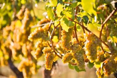 Okanagan Vadisi, Britanya Kolumbiyası 'nda sonbaharda üzüm hasadına hazır organik olgun Chardonnay üzümleri..