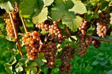 Asma üzümlü organik olgun Pinot Gris üzümleri Okanagan Vadisi, Britanya Kolumbiyası 'nda sonbaharda hasat için hazırdır..