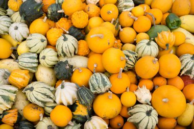 Organik taze kış kabağı çiftçi pazarında hasat ve Şükran Günü için sergileniyor..