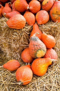 An arrangement of organic fresh winter squash on display for harvest and Thanksgiving at a farmers market. clipart