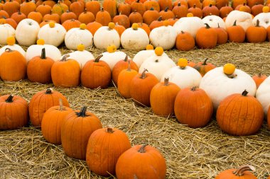 Organik taze kış kabağı çiftçi pazarında hasat ve Şükran Günü için sergileniyor..