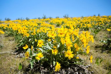 Balsamorhiza sagittata, Asteraceae familyasından Kuzey Amerika 'da yetişen bir bitki türü. Bazen Oregon ayçiçeği de denir..
