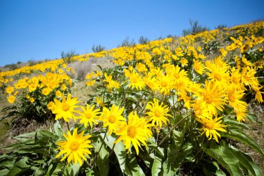 Balsamorhiza sagittata, Asteraceae familyasından Kuzey Amerika 'da yetişen bir bitki türü. Bazen Oregon ayçiçeği de denir..