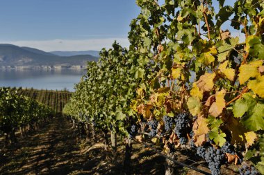 Naramata, Okanagan Vadisi, Britanya Kolumbiyası 'nda bulunan üzüm bağının üzümlerinde olgun organik merlot üzümleri