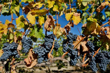 Naramata, Okanagan Vadisi, Britanya Kolumbiyası 'nda bulunan üzüm bağının üzümlerinde olgun organik merlot üzümleri