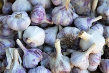 Fresh ripe organic red russian garlic at a farmers market in the Okanagan Valley, British Columbia, Canada. clipart