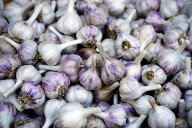 Fresh ripe organic red russian garlic at a farmers market in the Okanagan Valley, British Columbia, Canada. clipart