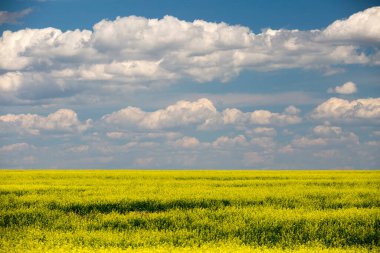 Kanada Alberta 'daki Kanada bozkırlarında sarı çiçekler açan kanola tarlası..