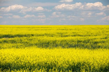 Kanada Alberta 'daki Kanada bozkırlarında sarı çiçekler açan kanola tarlası..