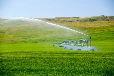 Kanada 'daki British Columbia' da bir yonca tarlasını sulayan merkez sulama ekipmanı..